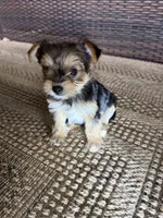 Roxie, a female Yorkshire Terrier for sale in Houston, TX – Photo 1 of 4