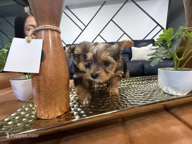 Coco – Yorkshire Terrier puppy for sale in Houston, TX
