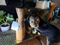 Coco, a female Yorkshire Terrier for sale in Houston, TX – Photo 4 of 4