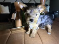 Coco, a female Yorkshire Terrier for sale in Houston, TX – Photo 3 of 4