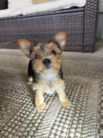 Coco, a female Yorkshire Terrier for sale in Houston, TX – Photo 2 of 4