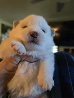 Lucky, a male American Eskimo for sale in Apple Valley, CA – 7 of 7