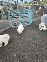 Happy, a male American Eskimo for sale in Apple Valley, CA – 3 of 9