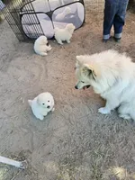 Faith, a female American Eskimo for sale in Apple Valley, CA – 8 of 10