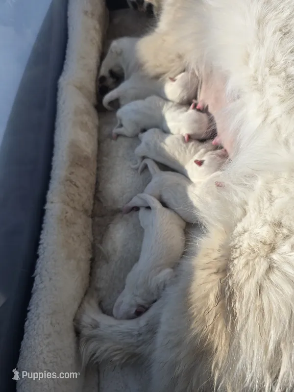 Lucky – American Eskimo puppy for sale in Apple Valley, CA