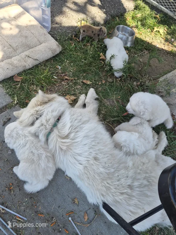 Snoopy – American Eskimo puppy for sale in Apple Valley, CA