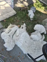 Snoopy, a male American Eskimo for sale in Apple Valley, CA – 1 of 7