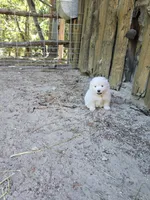 Faith, a female American Eskimo for sale in Apple Valley, CA – 5 of 10