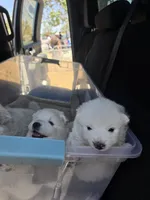 Snoopy, a male American Eskimo for sale in Apple Valley, CA – 6 of 7