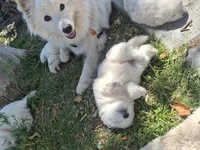 Snoopy, a male American Eskimo for sale in Apple Valley, CA – 3 of 7