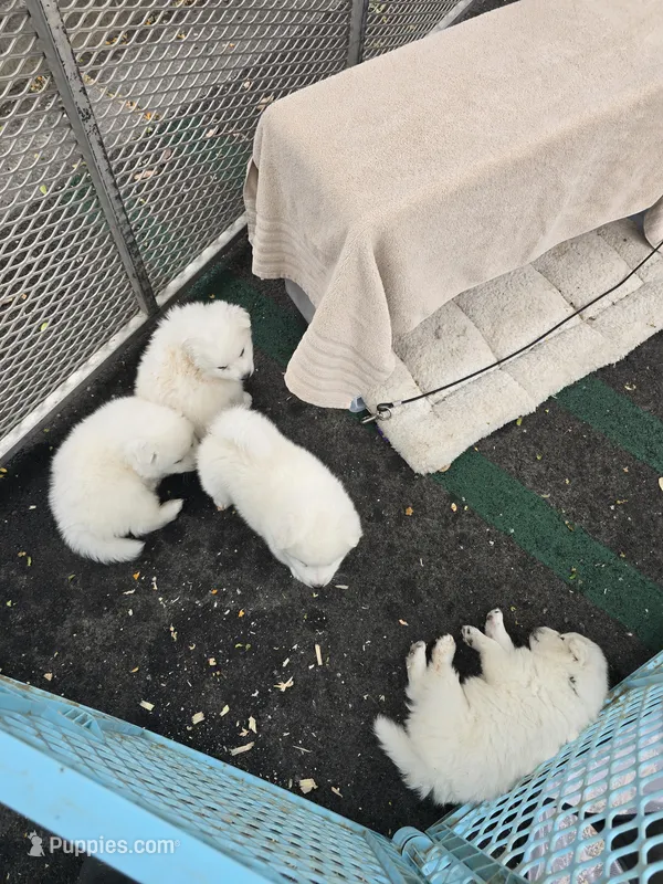 Happy – American Eskimo puppy for sale in Apple Valley, CA