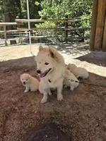 Hope, a female American Eskimo for sale in Apple Valley, CA – 4 of 9