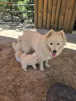 Faith, a female American Eskimo for sale in Apple Valley, CA – 4 of 10