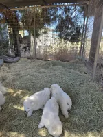 Faith, a female American Eskimo for sale in Apple Valley, CA – 10 of 10