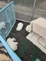 Happy, a male American Eskimo for sale in Apple Valley, CA – 5 of 9