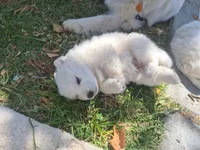 Faith, a female American Eskimo for sale in Apple Valley, CA – 2 of 10
