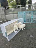 Happy, a male American Eskimo for sale in Apple Valley, CA – 6 of 9