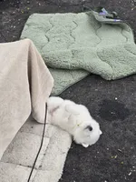 Happy, a male American Eskimo for sale in Apple Valley, CA – 2 of 9