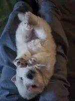 Snoopy, a male American Eskimo for sale in Apple Valley, CA – 4 of 7