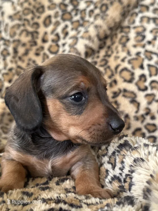 Harley – Miniature Dachshund puppy for sale in Dunnsville, VA