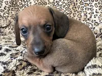 Bandit , a male Miniature Dachshund for sale in Dunnsville, VA – 5 of 5