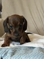 Bebe, a female Miniature Dachshund for sale in Dunnsville, VA – 4 of 4