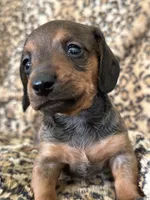 Harley, a male Miniature Dachshund for sale in Dunnsville, VA – 3 of 5