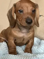 Max, a male Miniature Dachshund for sale in Dunnsville, VA – 4 of 5