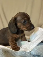 Bebe, a female Miniature Dachshund for sale in Dunnsville, VA – 2 of 4