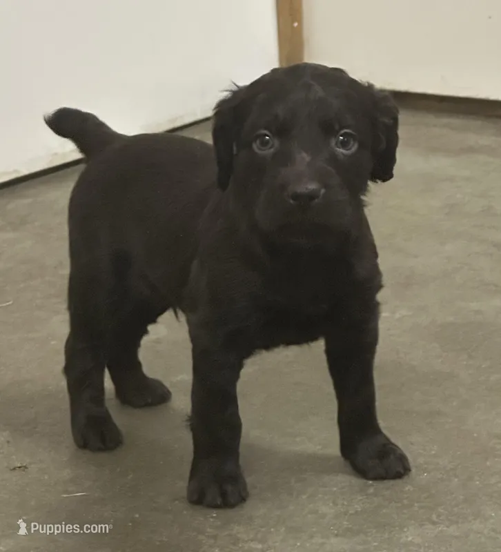 Buck, a male Boykin Spaniel for sale in Dunnsville, VA – Photo 1 of 1