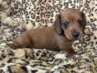 Tanner, a male Miniature Dachshund for sale in Dunnsville, VA – 3 of 5
