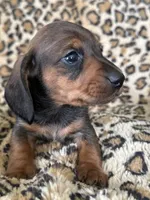 Elvis, a male Miniature Dachshund for sale in Dunnsville, VA – 2 of 5