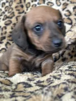Bandit , a male Miniature Dachshund for sale in Dunnsville, VA – 2 of 5