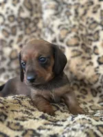 “Pumpkin”, a female Miniature Dachshund for sale in Dunnsville, VA – 7 of 7