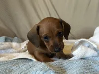 Tater, a male Miniature Dachshund for sale in Dunnsville, VA – 3 of 5