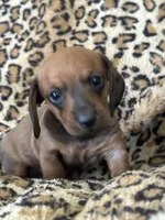 Bandit , a male Miniature Dachshund for sale in Dunnsville, VA – 4 of 5