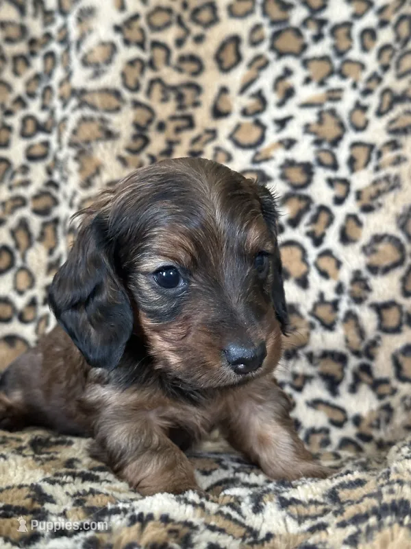 Sadie – Miniature Dachshund puppy for sale in Dunnsville, VA