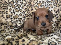 Tanner, a male Miniature Dachshund for sale in Dunnsville, VA – 5 of 5