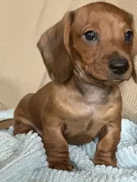 Max, a male Miniature Dachshund for sale in Dunnsville, VA – 2 of 5