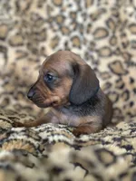 “Pumpkin”, a female Miniature Dachshund for sale in Dunnsville, VA – 5 of 7