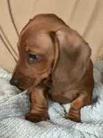 Max, a male Miniature Dachshund for sale in Dunnsville, VA – 5 of 5