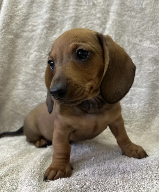 Bandit  – Miniature Dachshund puppy for sale in Dunnsville, VA