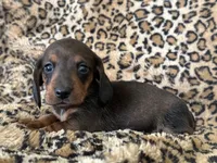 Elvis, a male Miniature Dachshund for sale in Dunnsville, VA – 3 of 5