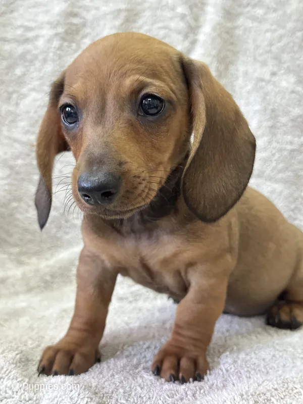 Tanner – Miniature Dachshund puppy for sale in Dunnsville, VA