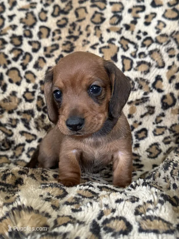 Tanner – Miniature Dachshund puppy for sale in Dunnsville, VA