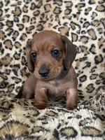 Tanner, a male Miniature Dachshund for sale in Dunnsville, VA – 1 of 5