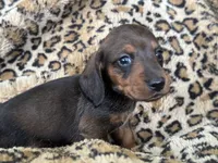 Elvis, a male Miniature Dachshund for sale in Dunnsville, VA – 5 of 5