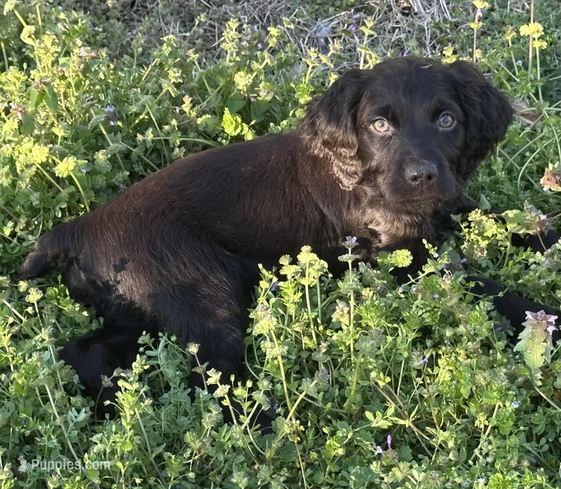 Crook – Boykin Spaniel puppy for sale in Dunnsville, VA