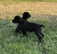 Crook, a male Boykin Spaniel for sale in Dunnsville, VA – Photo 2 of 3