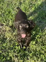 Crook, a male Boykin Spaniel for sale in Dunnsville, VA – Photo 3 of 3